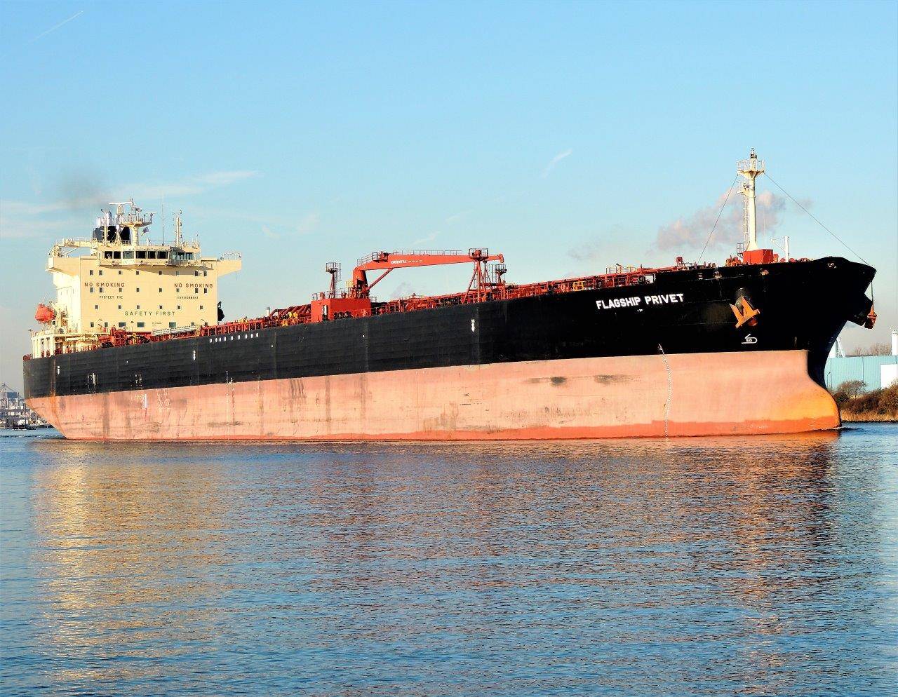 FLAGSHIP PRIVET FLAGSHIP PRIVET