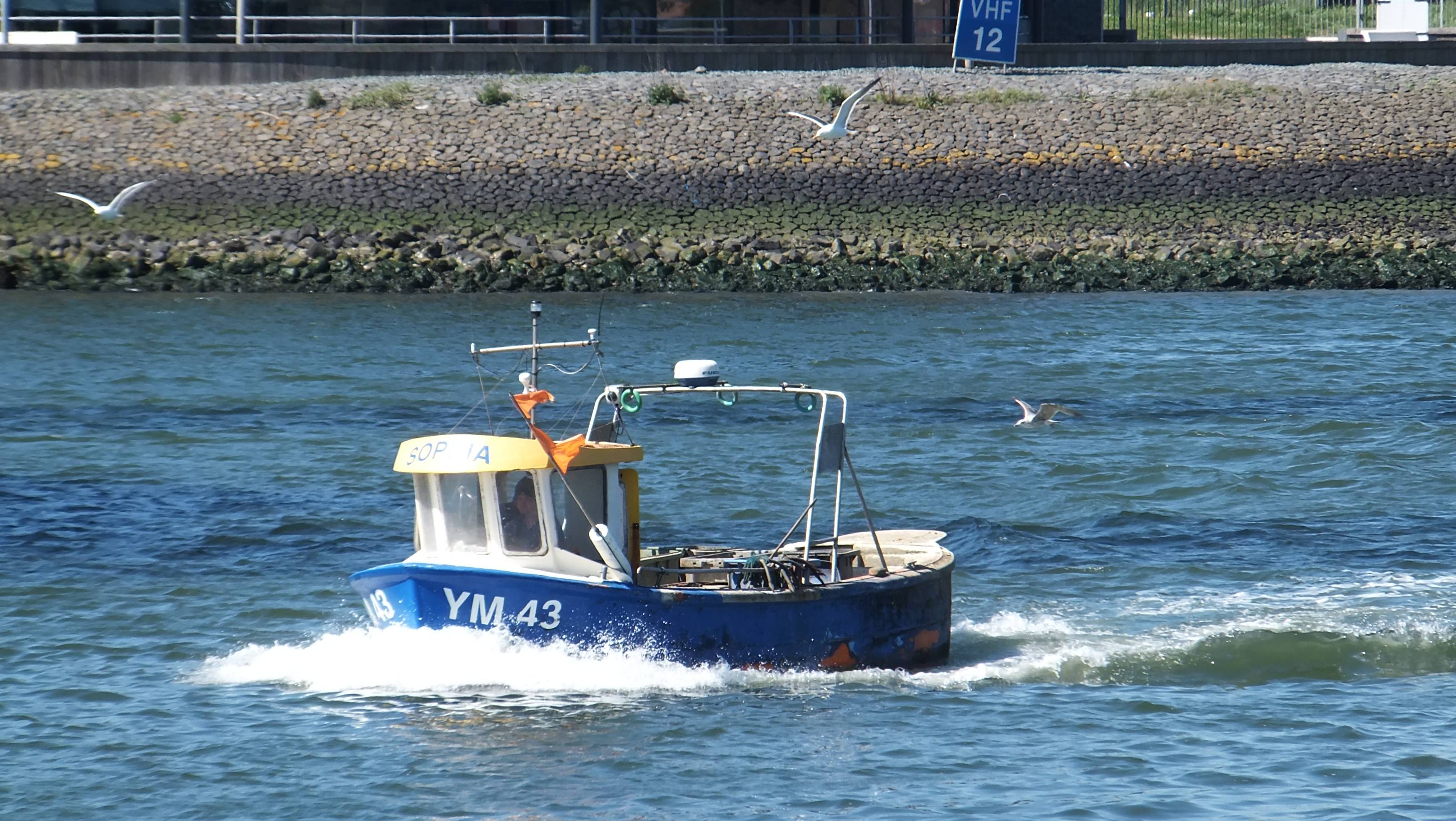 IJM 43 SOPHIA IJM 43 SOPHIA