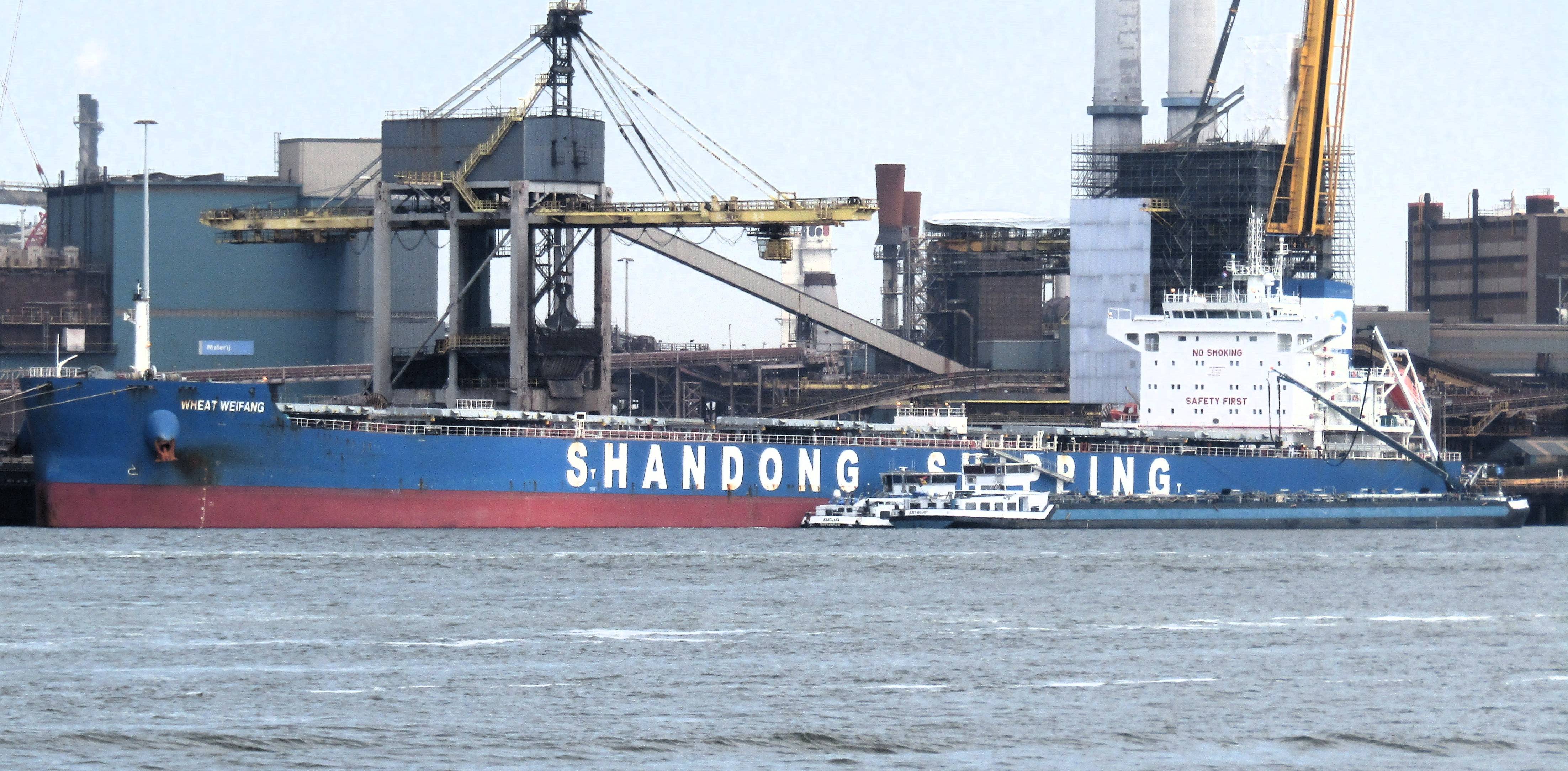 WHEAT WEIFANG WHEAT WEIFANG