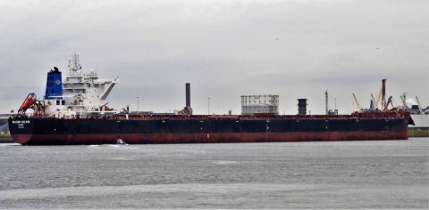 GOLDEN CALVUS in IJmuiden, 17 okt 2021