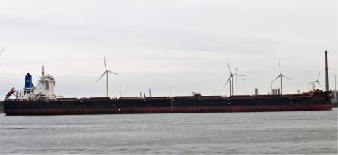 GOLDEN CALVUS in IJmuiden, 17 okt 2021