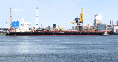 GOLDEN CALVUS in IJmuiden, 6 aug 2024