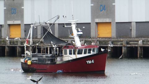 IJM-6 ELISABETH