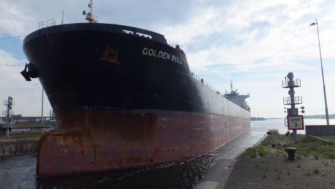 Golden Bull in IJmuiden, 22 aug 2015