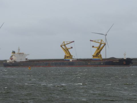 Pompano in IJmuiden, 11 jan 2015