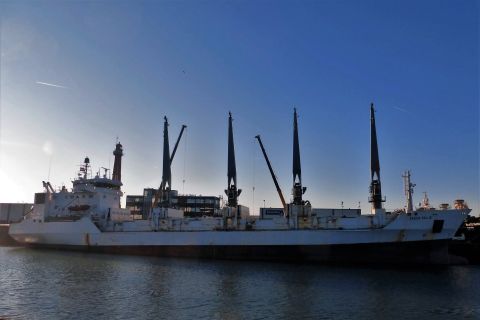 Green Selje in IJmuiden, 27 dec 2019